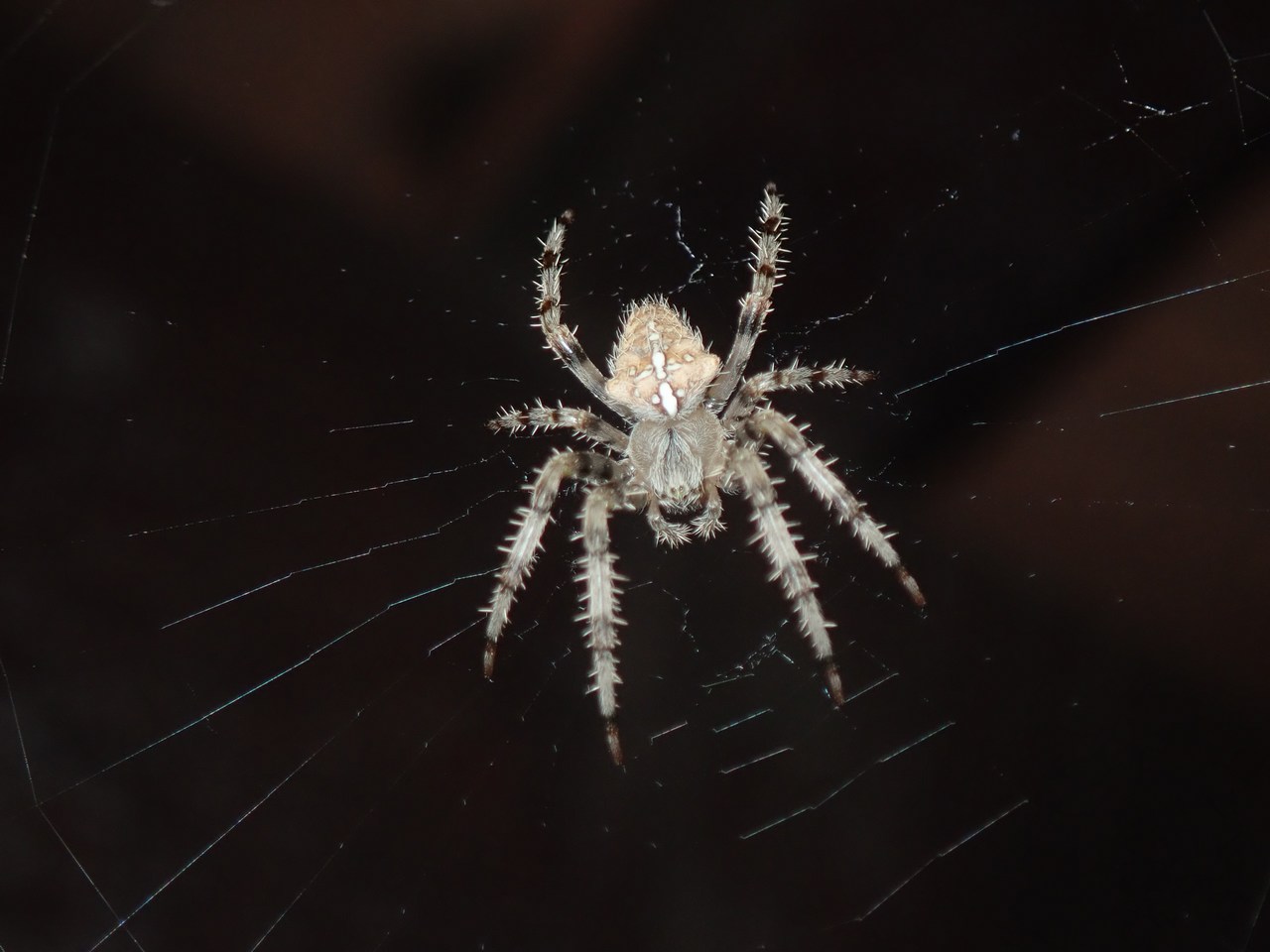 Araneus pallidus